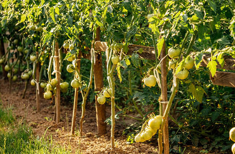 种植天然蔬菜农村地区的农业带番茄树图片