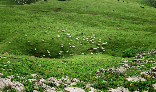 山上有绵羊和牧羊在山上的泉图片