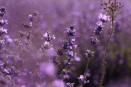 紫外花背景图片