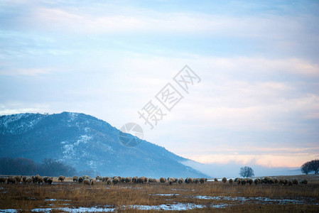 在冬季日落期间雪中的羊群覆图片
