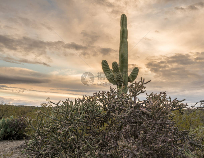 Saguaro和BuckhornChollacacti站在亚利桑那州Tucso图片