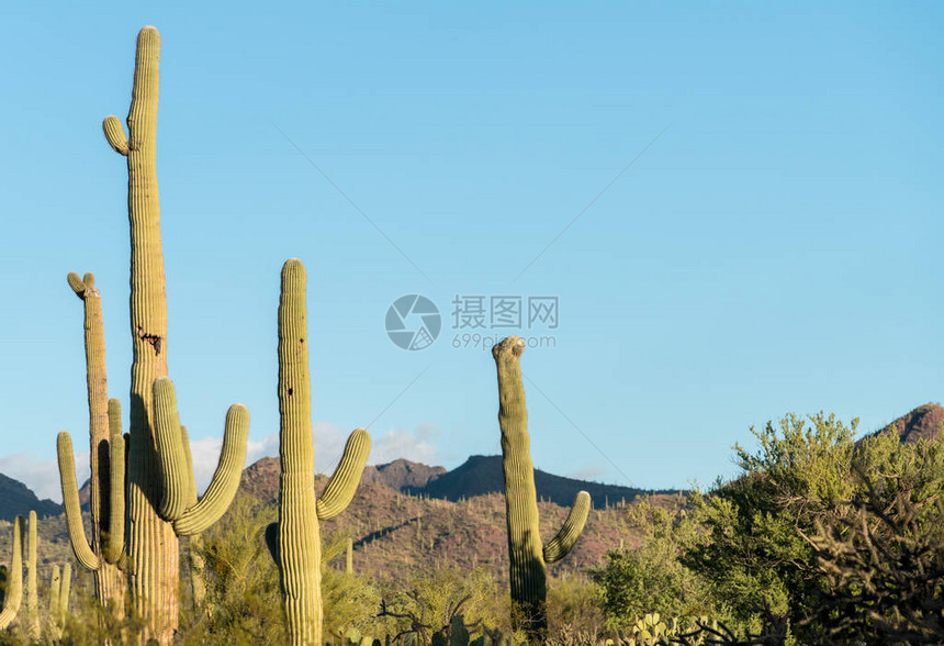 亚利桑那州图森附近公园西边TucsonRizona附近的稀有克拉角松木图片