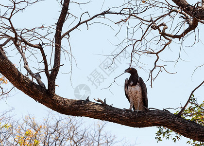 非常大的鹰非洲武鹰坐在树上图片