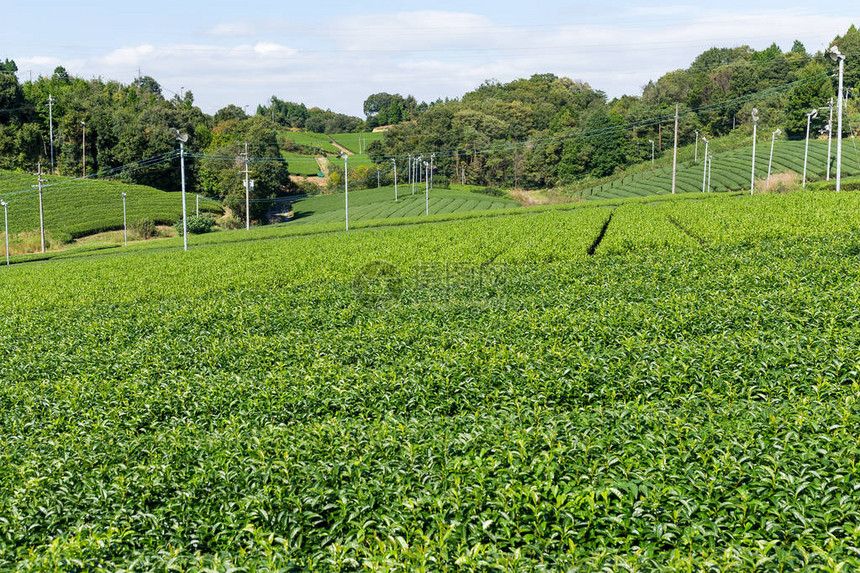 日本美丽的茶园图片