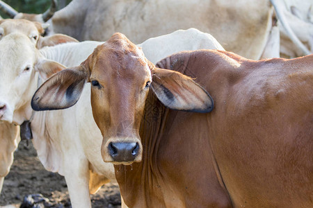 自然背景下的奶牛形象农场动物图片