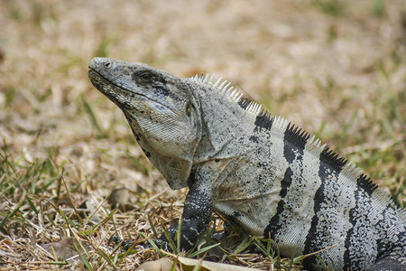 在墨西哥尤卡坦半岛看到的绿鬣蜥图片