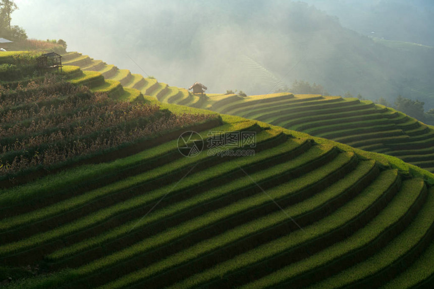 越南越南山上的Rice梯田延拜穆图片