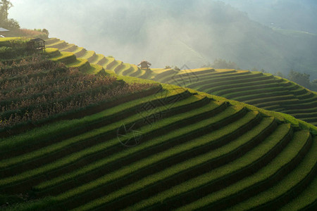 越南越南山上的Rice梯田延拜穆图片