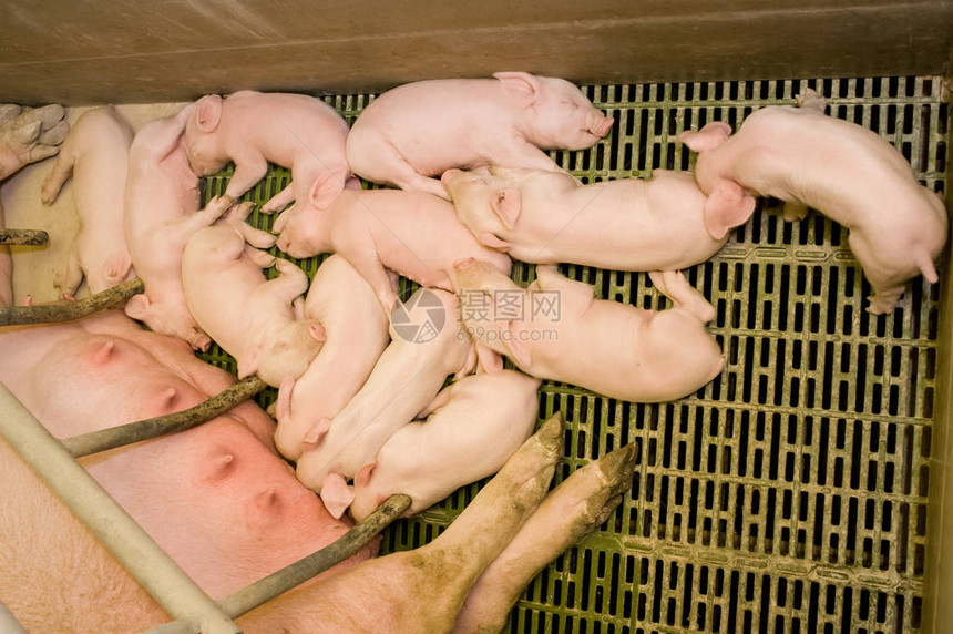 猪养殖场小图片