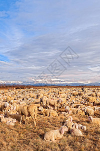 羊群与羔羊他们在冬日吃草在背景中的山脉图片