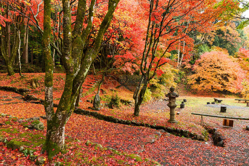 有枫树的日本寺庙在秋天季节图片