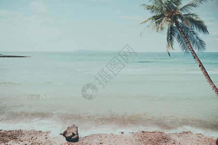 夏季带棕榈树的热带古沙滩海景图片