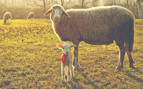 站立在谷的绵羊和羔图片