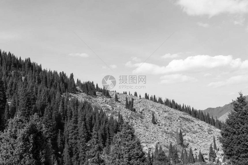 黑白照片上山腰上的森林图片