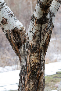 冬季分叉处的桦树干图片