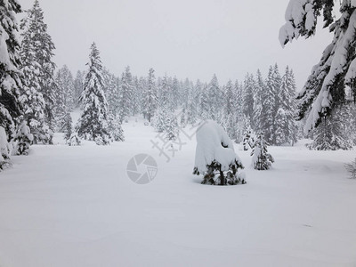 暴风雪后的树木和草地图片