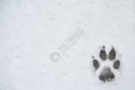 雪地里的狗脚印背景照片图片