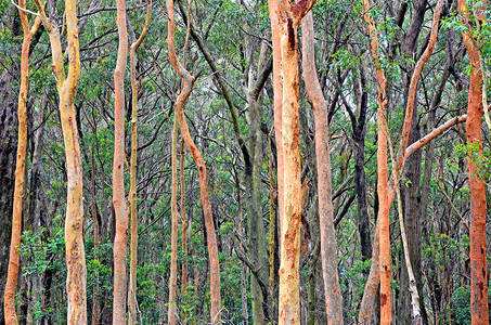 澳大利亚Eucalyptus森林背景图片