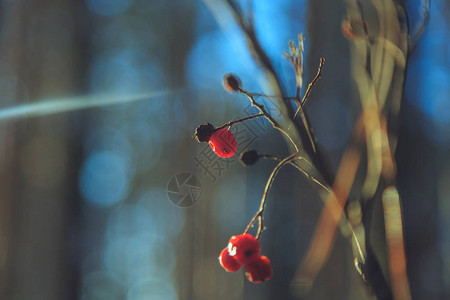 冬季森林阳光下的冷冻花楸浆果图片