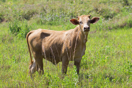 自然背景下棕色奶牛的形象农场动物图片