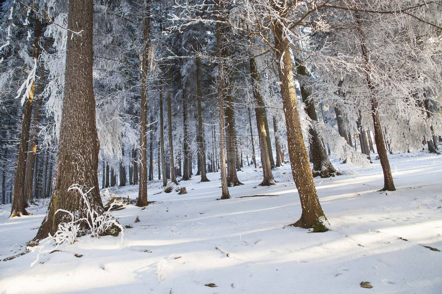 冬季森林景象有雪覆盖树木自然的图片