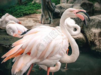 泰国清迈动物园红火烈鸟的特写组概念野生动图片