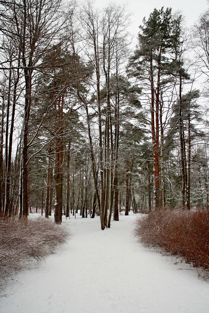 白雪皑的公园冬季景观中的人行道图片