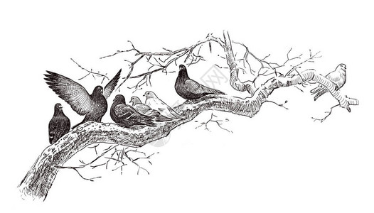 手绘的鸽子聚集在树枝上图片