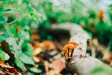树干上的蘑菇图片