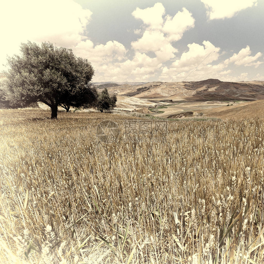 西里山上的小麦田Retro图片
