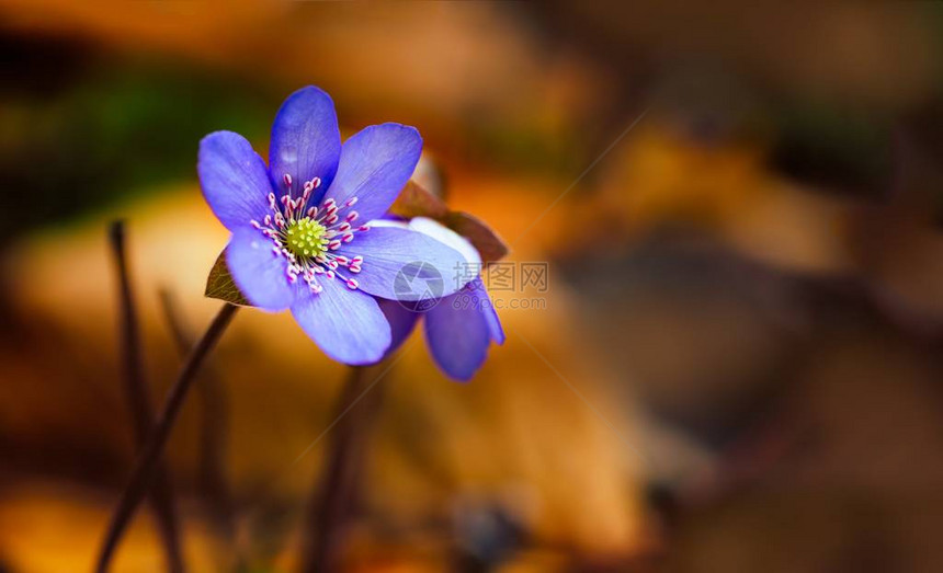 青蓝野生肝绒花在春林中图片