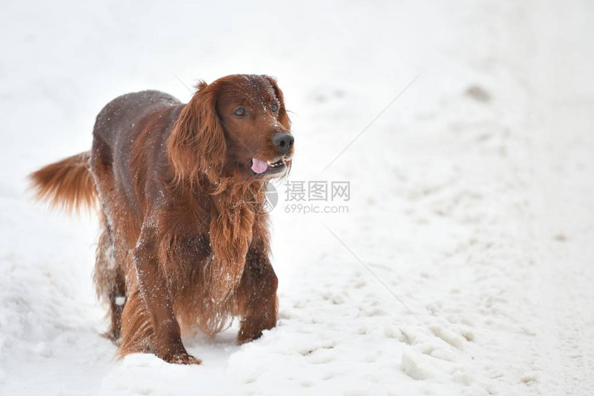 爱尔兰养狗犬队爱尔兰红骑手图片