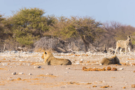 两只年轻的雄懒狮躺在地上图片
