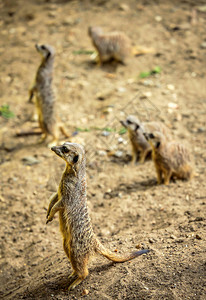 Meerkats捕太阳图片