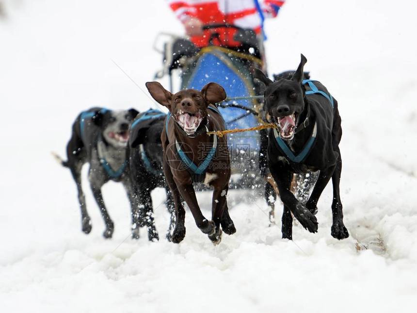 Sled狗赛雪图片