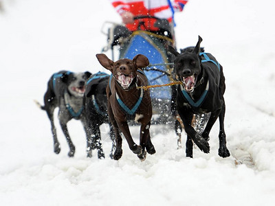 Sled狗赛雪图片