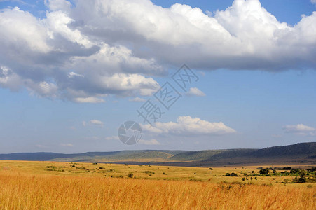 在非洲肯尼亚公园的草原地貌Sanv图片