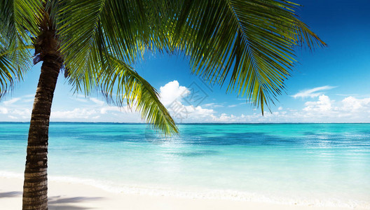 加勒比海滩和椰子树叶图片