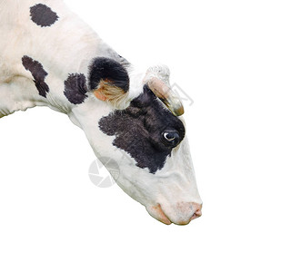 有趣的可爱牛上白色孤立好奇母牛关闭农场动物在白色的宠物图片