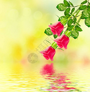 花玫瑰的花蕾节日贺卡花卉背景图片