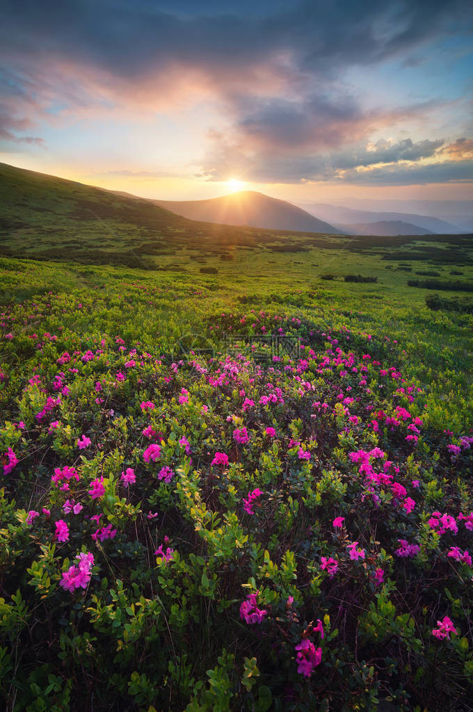 日出时山田的鲜花夏天美丽的自然风图片