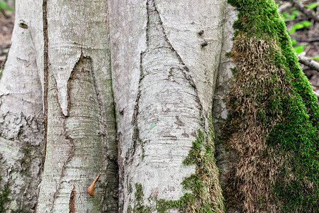 梧桐的树皮和根图片