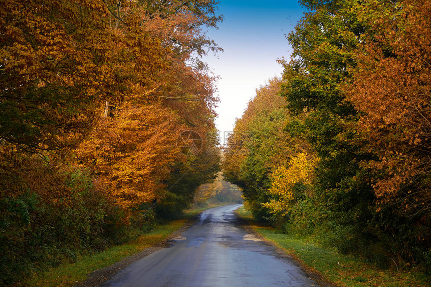 秋天的道路在森林里图片