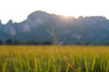 稻田的花草和山地因日落而模图片