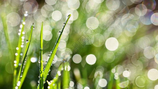 春天绿草的美丽自然背景与露水和滴季节概念大图片