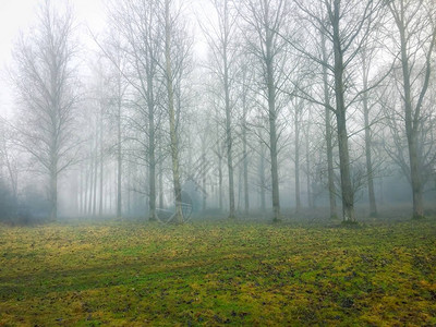 清晨的迷雾森林图片