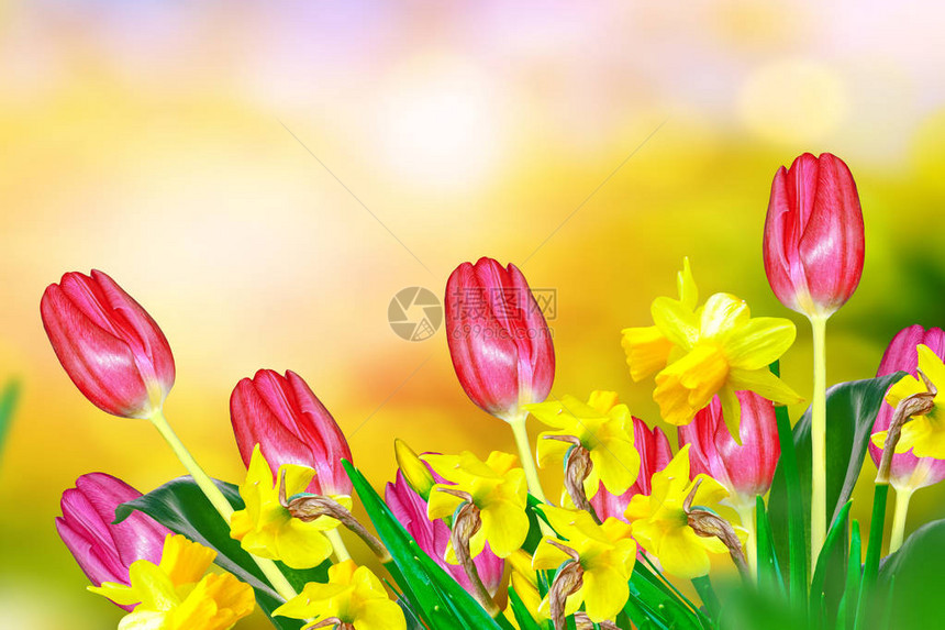 明亮而多彩的春花图片