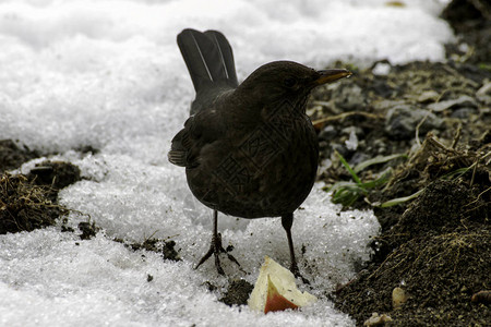 冬天雪地上的雌黑鹂图片