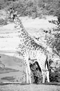 南非洲Kruger野生动物自然保护区和野生图片