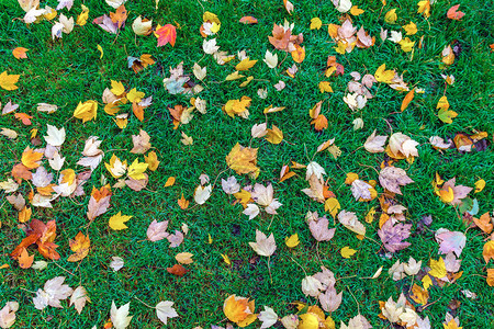 满是秋叶的绿色草坪图片